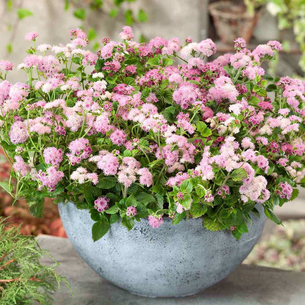 Ageratum Pink Floss Flower Seeds