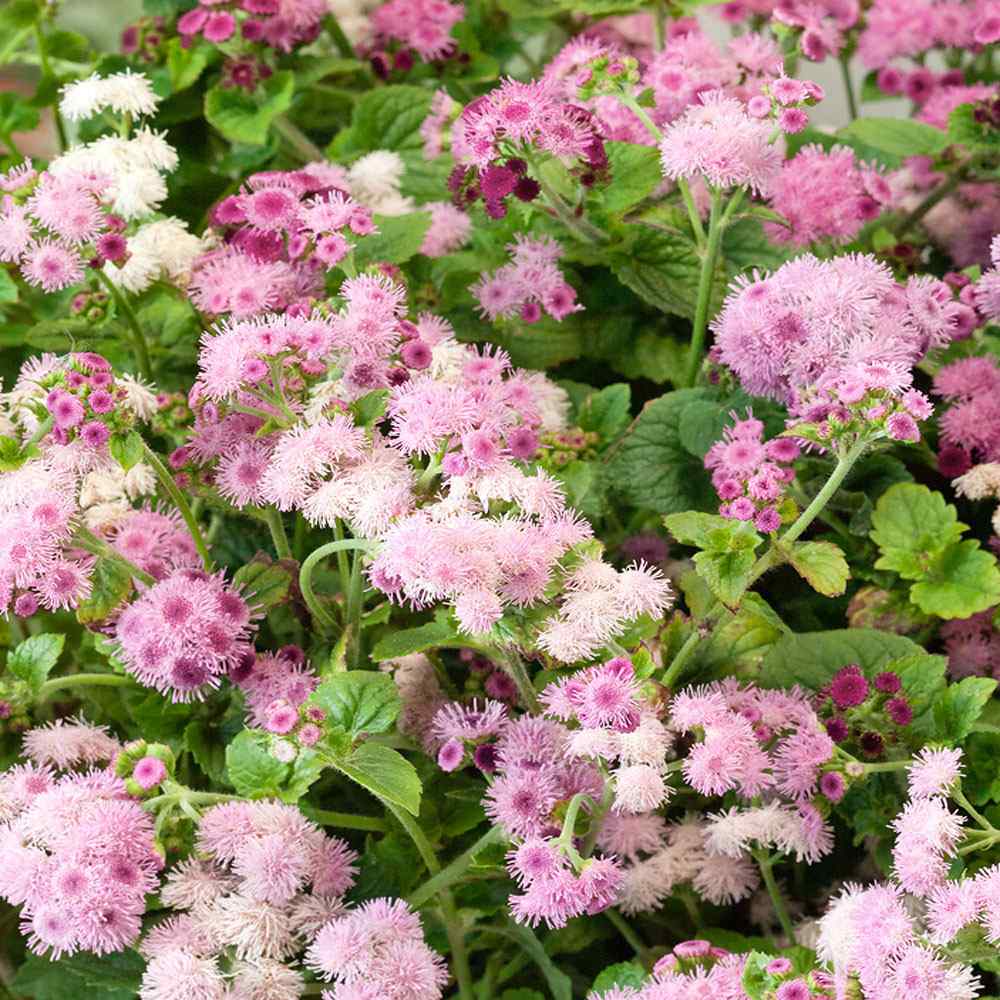 Ageratum Pink Floss Flower Seeds