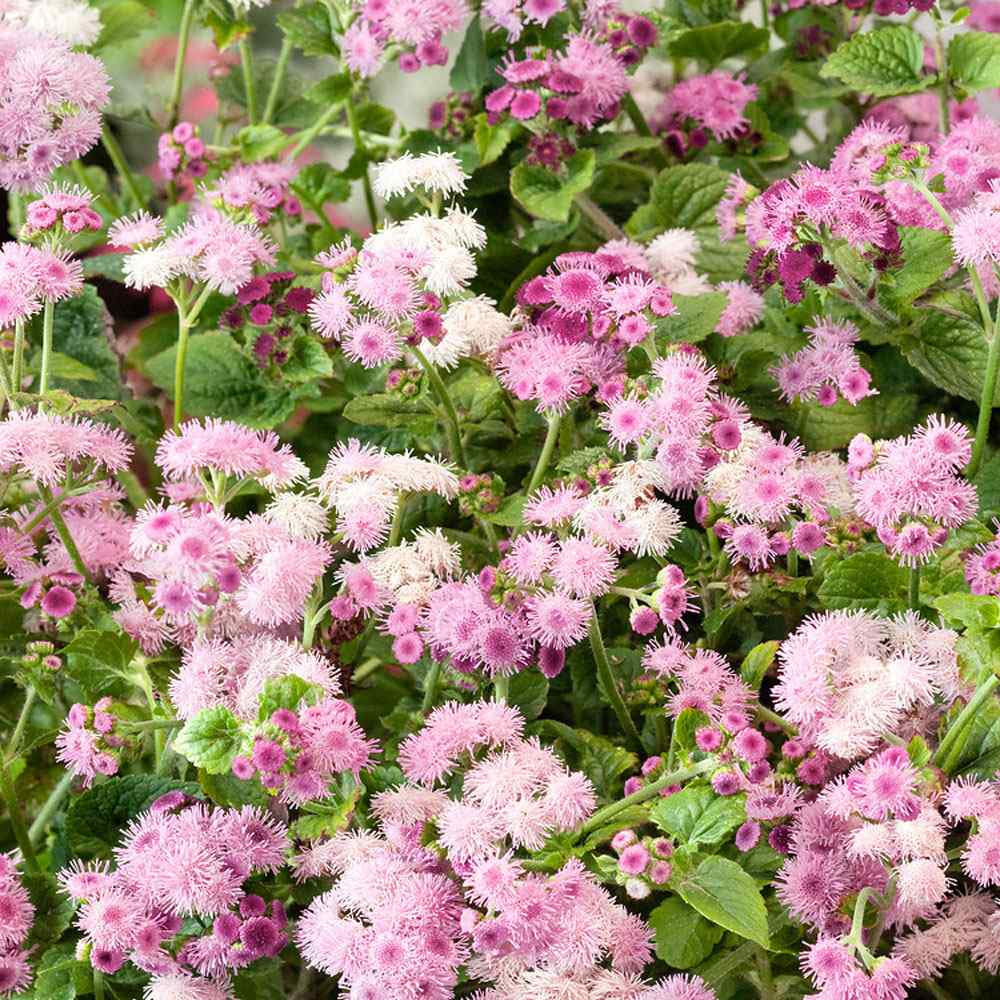 Ageratum Pink Floss Flower Seeds