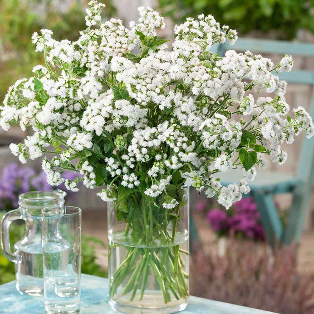 Ageratum White Floss Flower Seeds