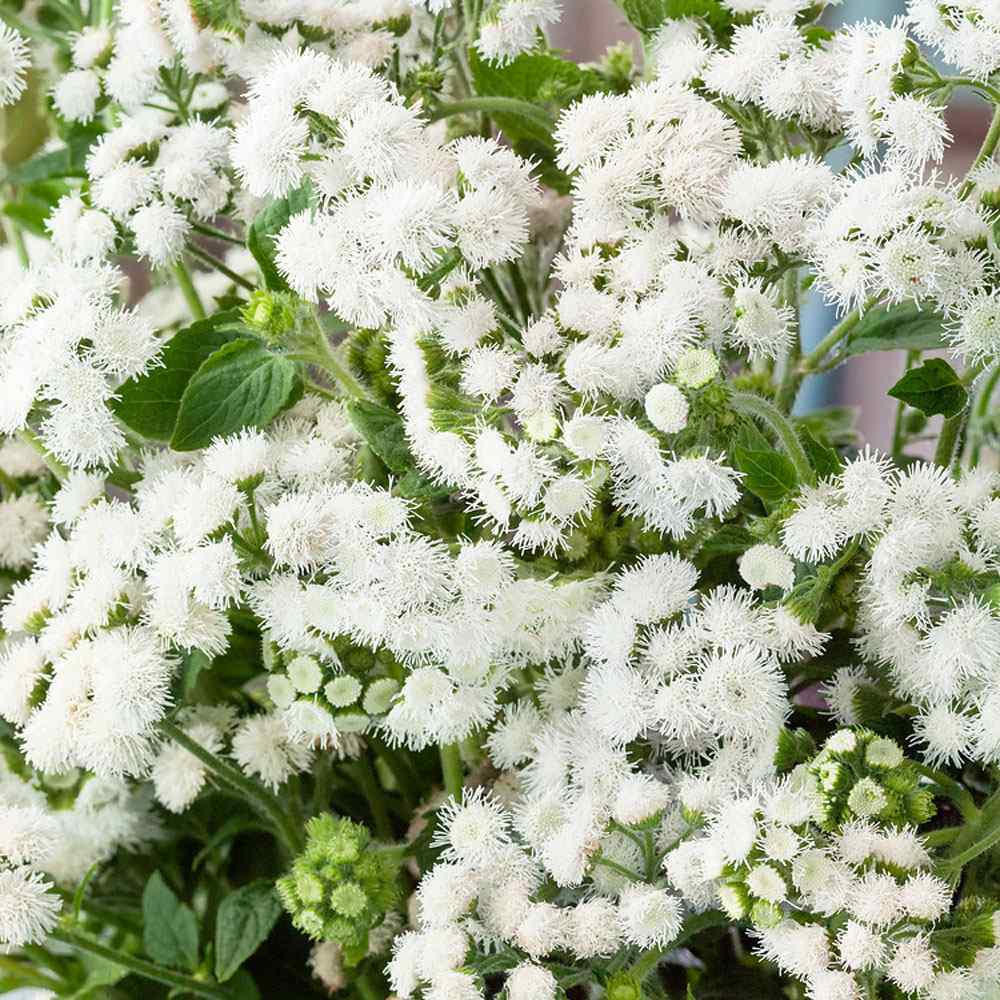 Ageratum White Floss Flower Seeds