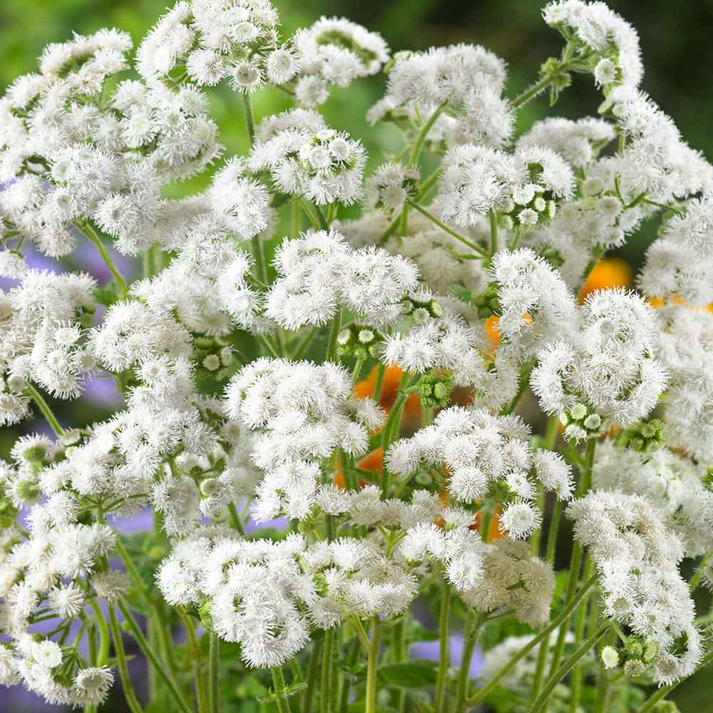 Ageratum White Floss Flower Seeds