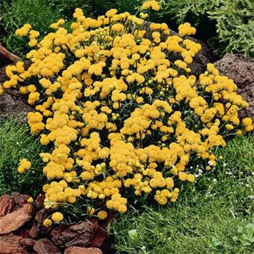 Ageratum Yellow Floss Flower Seeds