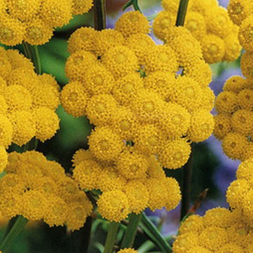 Ageratum Yellow Floss Flower Seeds