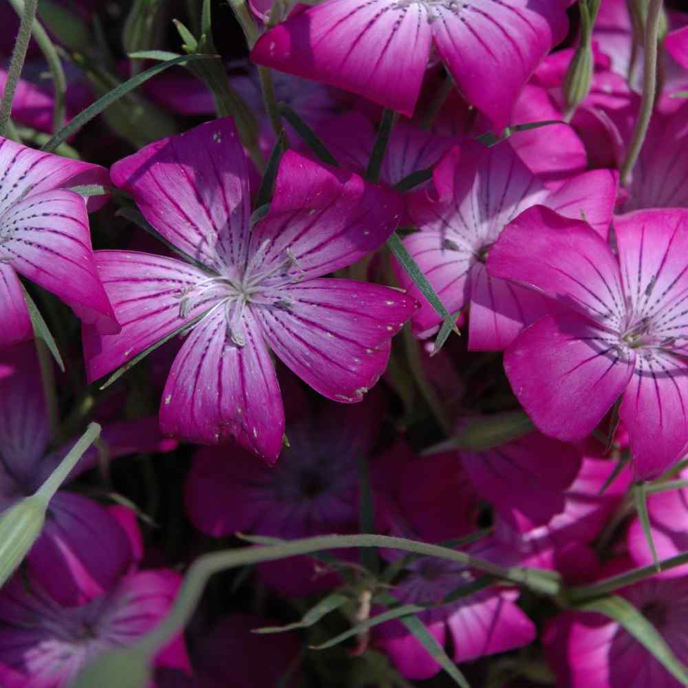 Agrostemma Purple Corncockle Seeds