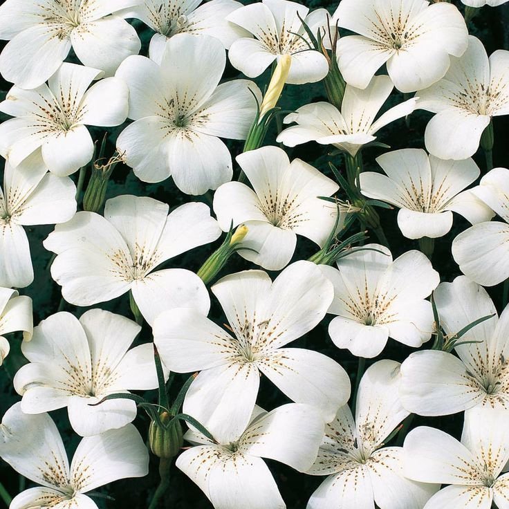 Agrostemma White Corncockle Seeds