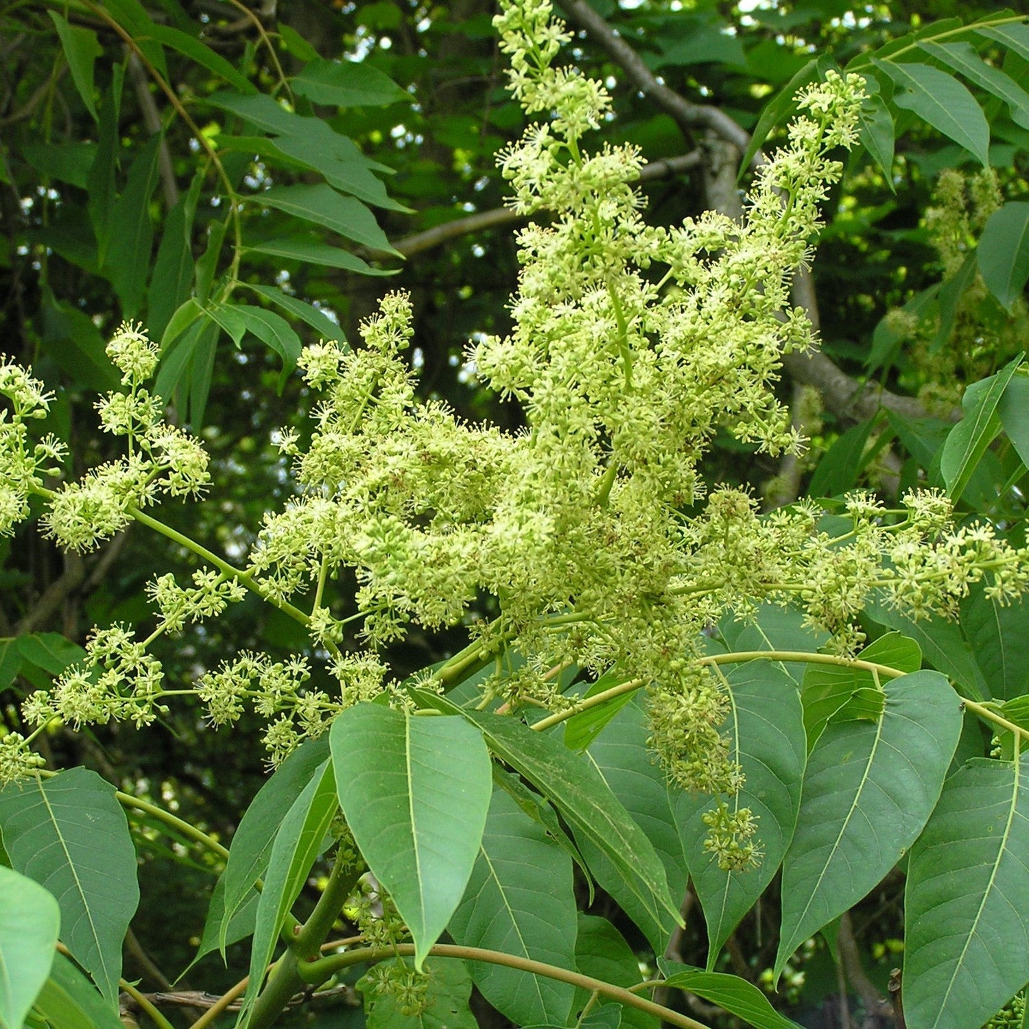 Ailanthus altissima Seeds