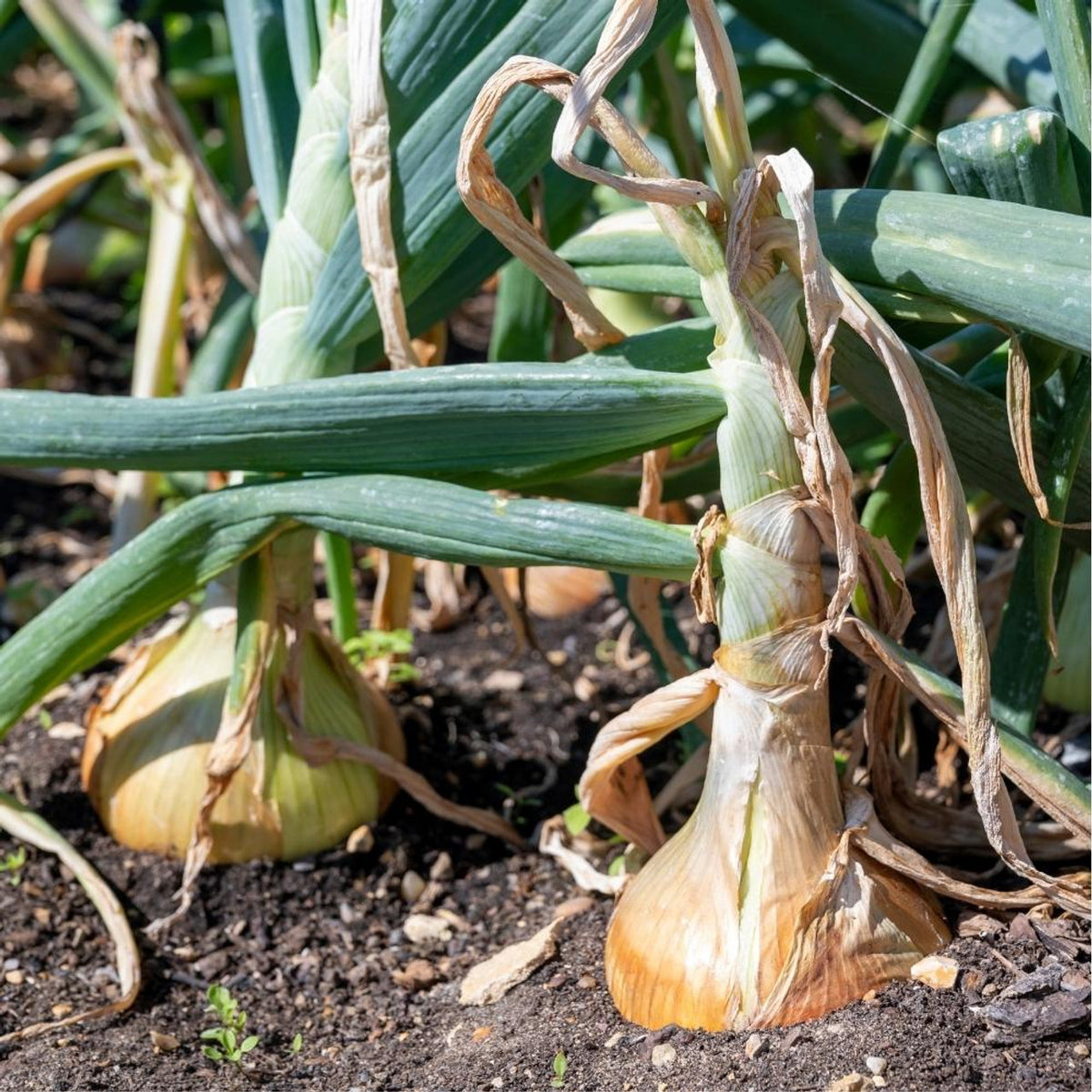 Allium cepa Ailsa Craig onion seeds long-day heirloom variety