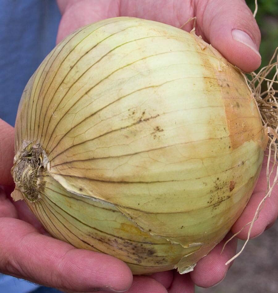 Ailsa Craig onion seeds for planting producing large sweet bulbs