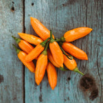 Aji Amarillo pepper seeds for spicy pepper growing in home gardens