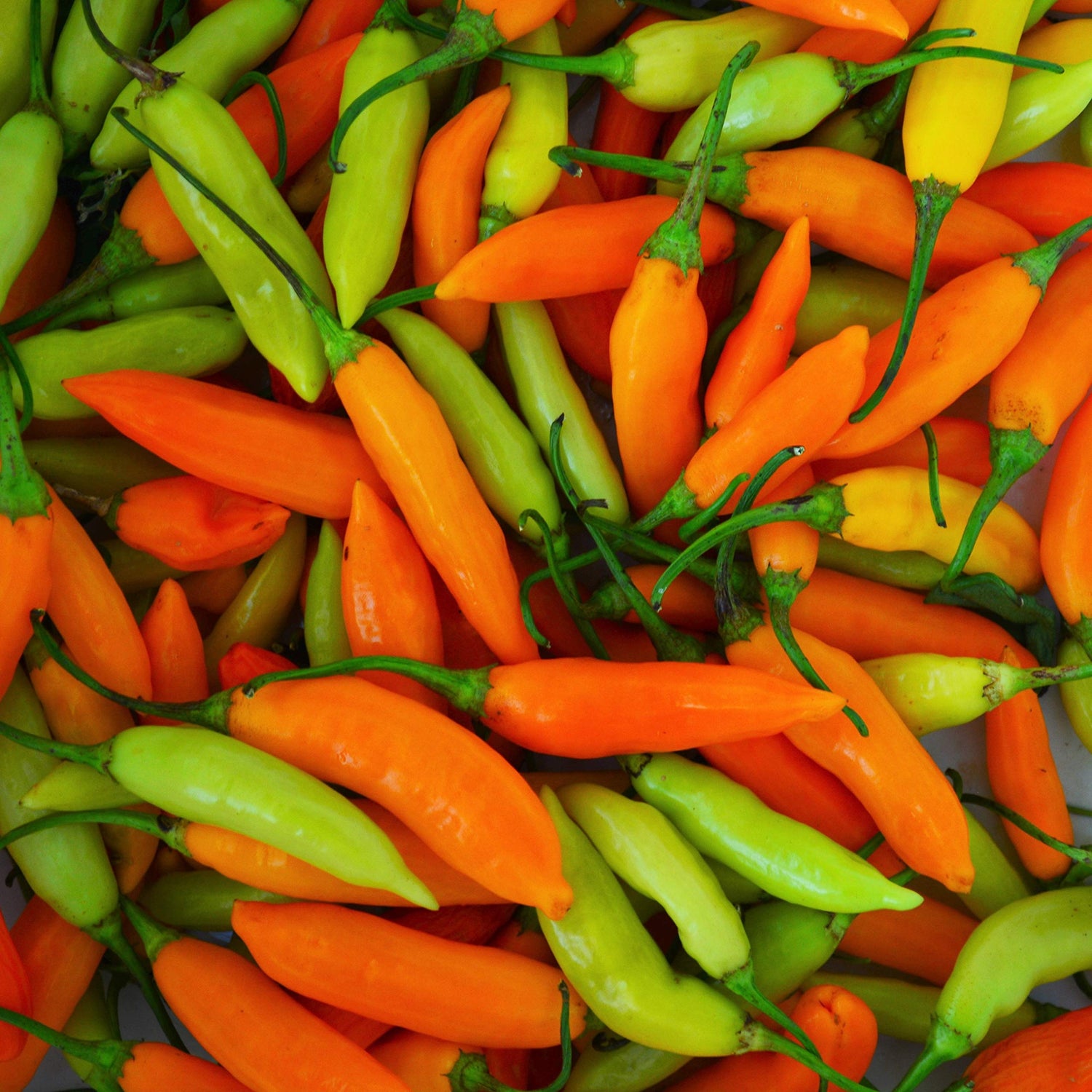 Aji Amarillo pepper seeds for planting at home garden