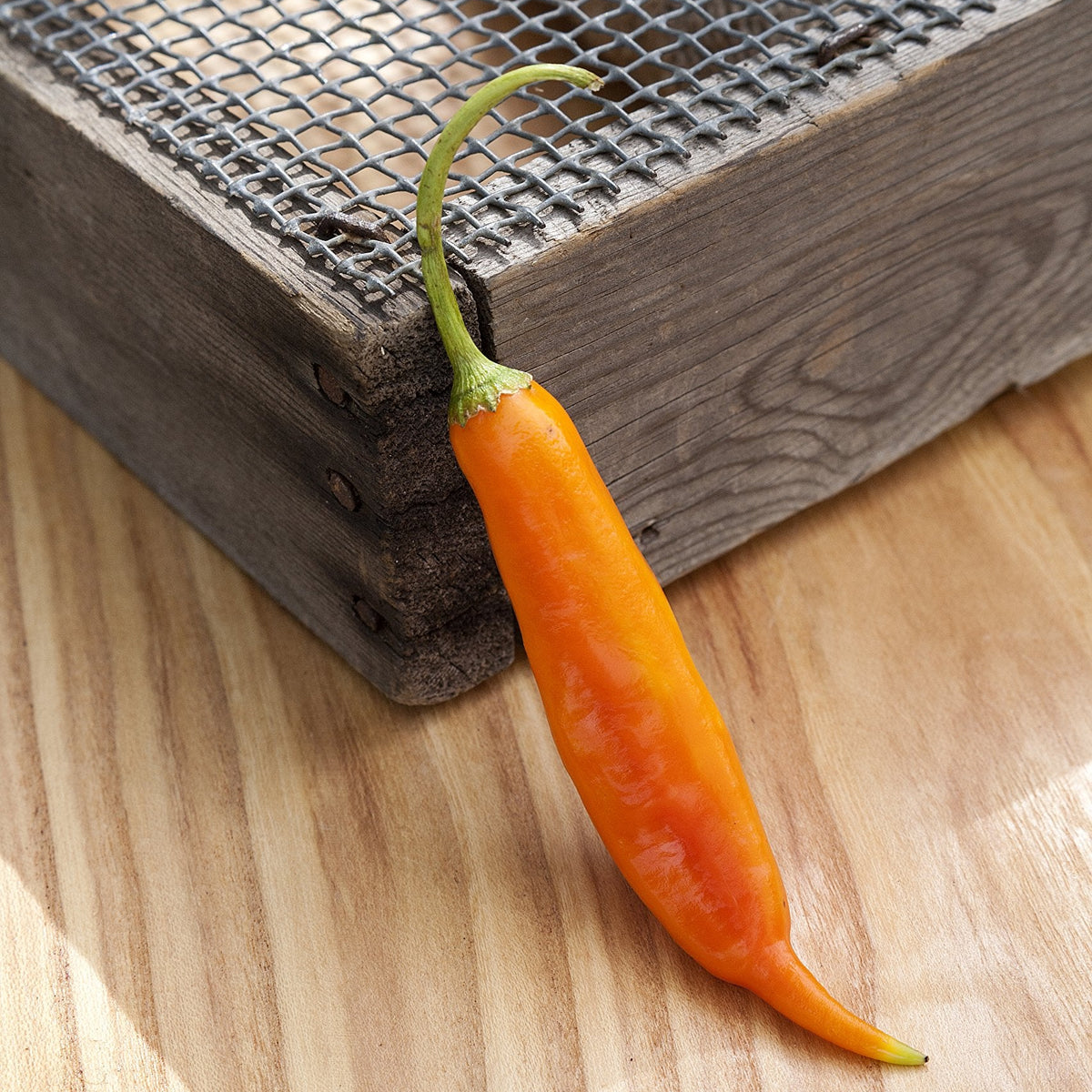 Warm season Aji Amarillo pepper seeds for productive pepper plants