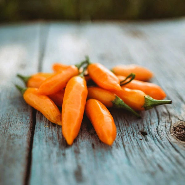 High germination Aji Amarillo pepper seeds