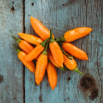 Aji Amarillo seeds hot pepper heirloom variety for planting
