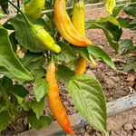 Aji Amarillo non-GMO seeds for warm-season gardening