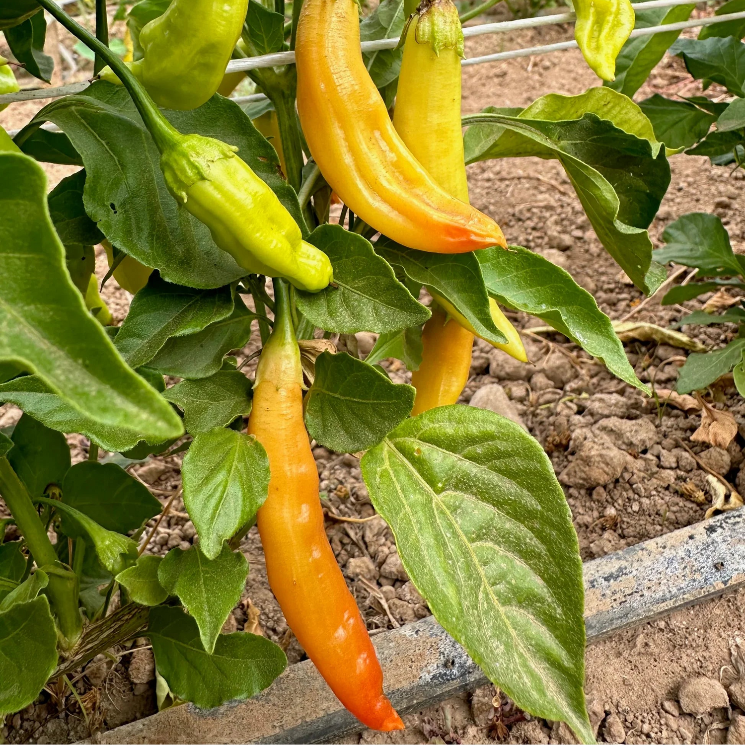Aji Amarillo non-GMO seeds for warm-season gardening