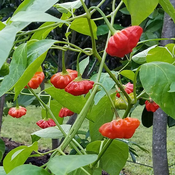 Aji Brazilian Starfish pepper plant growth mild hot pepper seeds