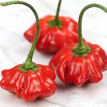 Aji Brazilian Starfish pepper seeds for planting heirloom non GMO hot pepper seeds