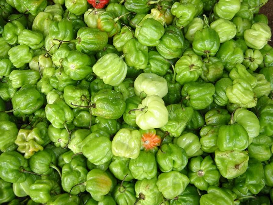 Aji Chombo pepper seeds rare hot chili variety