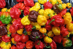 Aji Chombo seeds Panama Scotch Bonnet chili