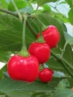 Aji Cochabamba chili seeds for planting hot pepper variety high heat