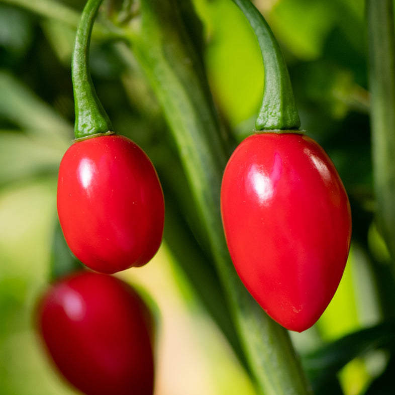 Aji Cochabamba hot pepper seeds for home gardeners