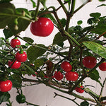 Aji Cochabamba seeds high heat chili gardening seeds