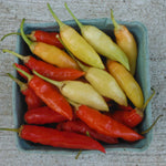 Hot Aji Crystal pepper seeds for planting in pots and outdoor beds