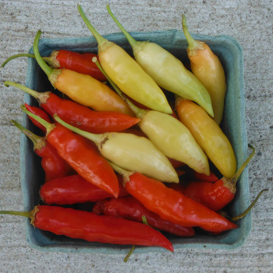 Hot Aji Crystal pepper seeds for planting in pots and outdoor beds