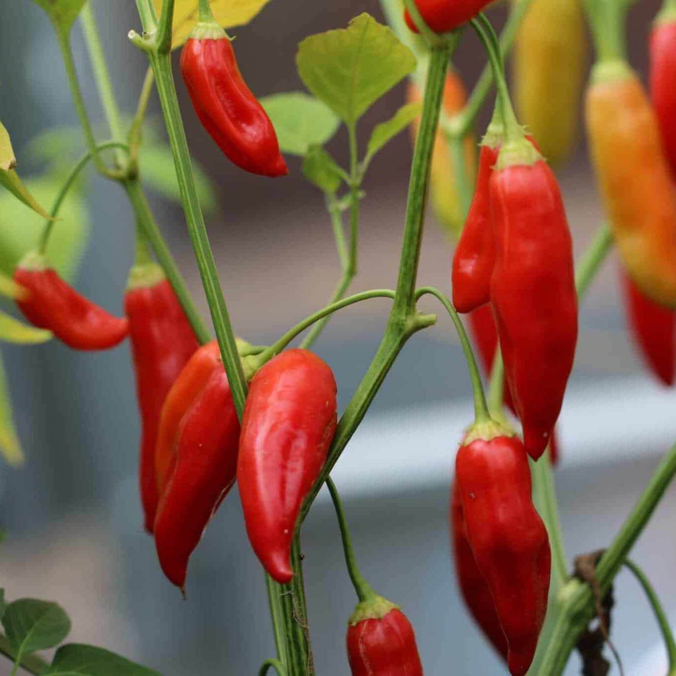 Aji Crystal pepper seeds for home garden warm season planting