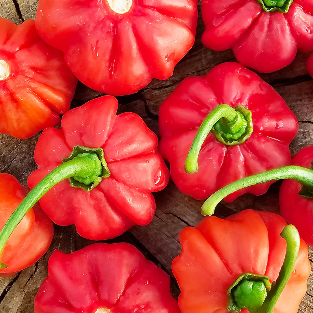 Aji Cubano Dulce Cachucha Pepper Seeds for planting mild pepper variety