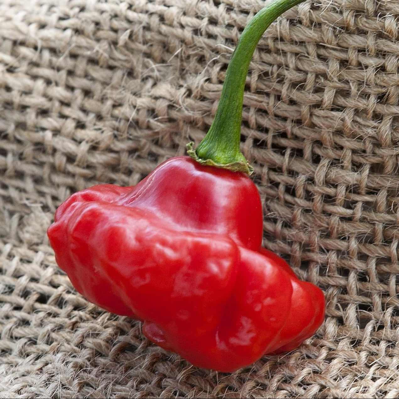 Heirloom Aji Dulce pepper seeds for home gardening