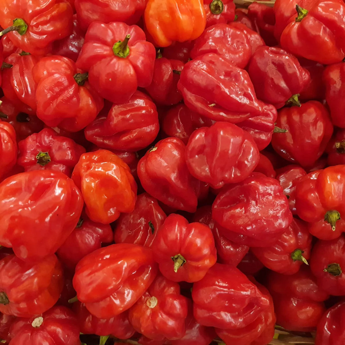 Aji Dulce pepper plant growing from seeds sweet aromatic peppers