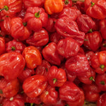 Aji Dulce pepper plant growing from seeds sweet aromatic peppers