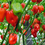 Aji Dulce pepper plants growing sweet mild pepper plant