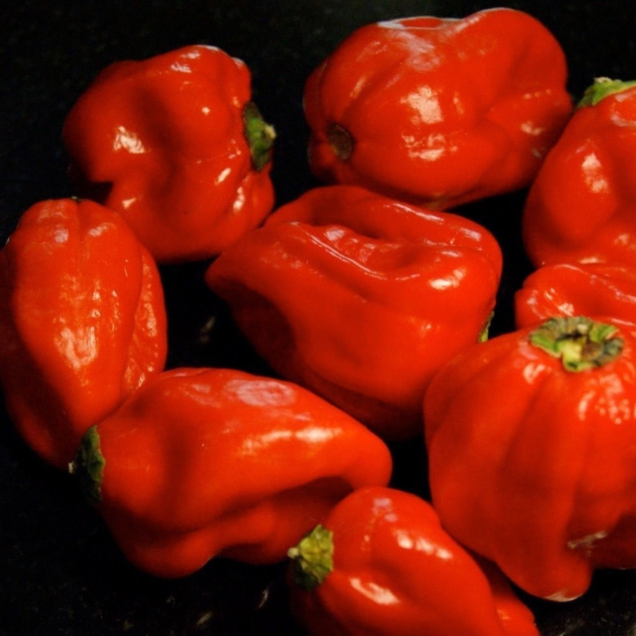 Aji Dulce pepper plants grown from premium seeds