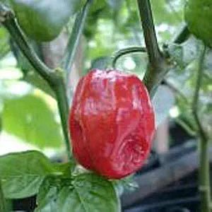 Aji Dulce pepper seeds for planting Capsicum chinense