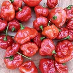 Closeup of Aji Dulce Red Pepper Seeds for gardening
