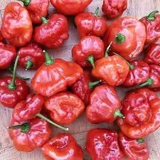 Closeup of Aji Dulce Red Pepper Seeds for gardening