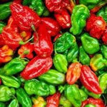 Aji Dulce seeds for planting sweet mild pepper seeds high germination