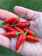 Aji hot pepper seeds for home gardening and outdoor planting