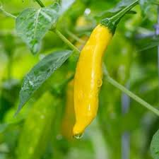 Yellow hot pepper variety Aji Lemon Drop Pepper Seeds