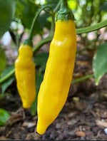 Organic non GMO Aji Lemon Drop Pepper Seeds for home gardening