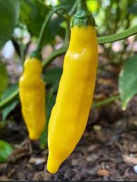 Organic non GMO Aji Lemon Drop Pepper Seeds for home gardening