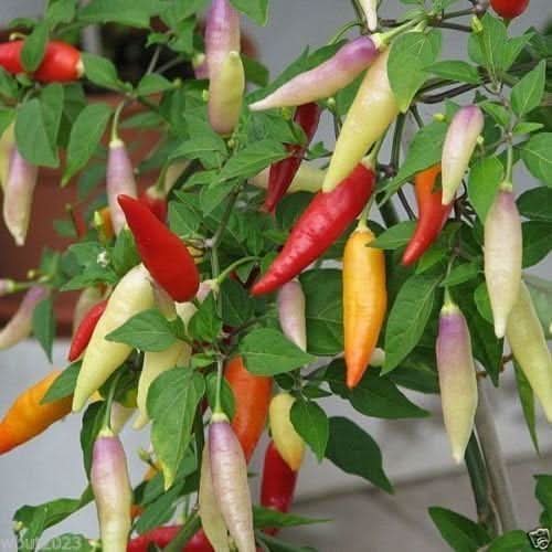 Aji Magyar Pepper Seeds for hot pepper planting