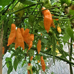 Non-GMO Aji Mango chile pepper seeds warm season gardening