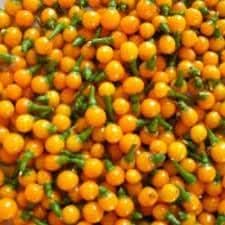 Heirloom non GMO Aji pepper seeds