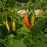 Non GMO Aji Pepper Seeds High Yield Hot Pepper