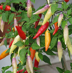 Open Pollinated Aji Pepper Seeds for Planting