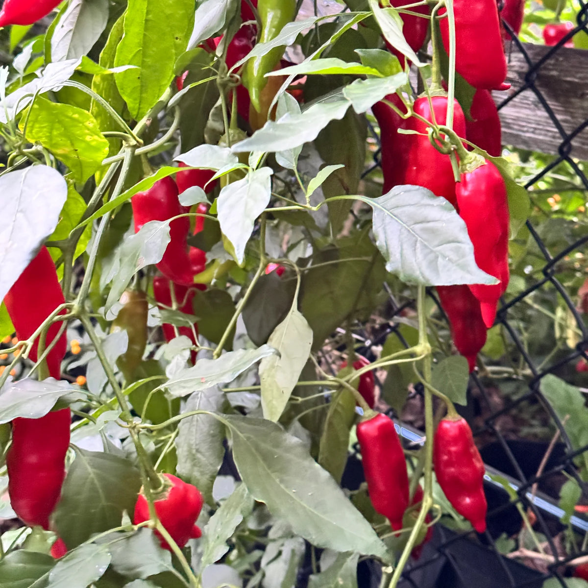 Organic Aji Rico pepper seeds suitable for garden planting